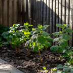 Mur-Zmeur - 3 buc - Rubus 'Tayberry' - Înălţime 25-40cm - ⌀9cm.