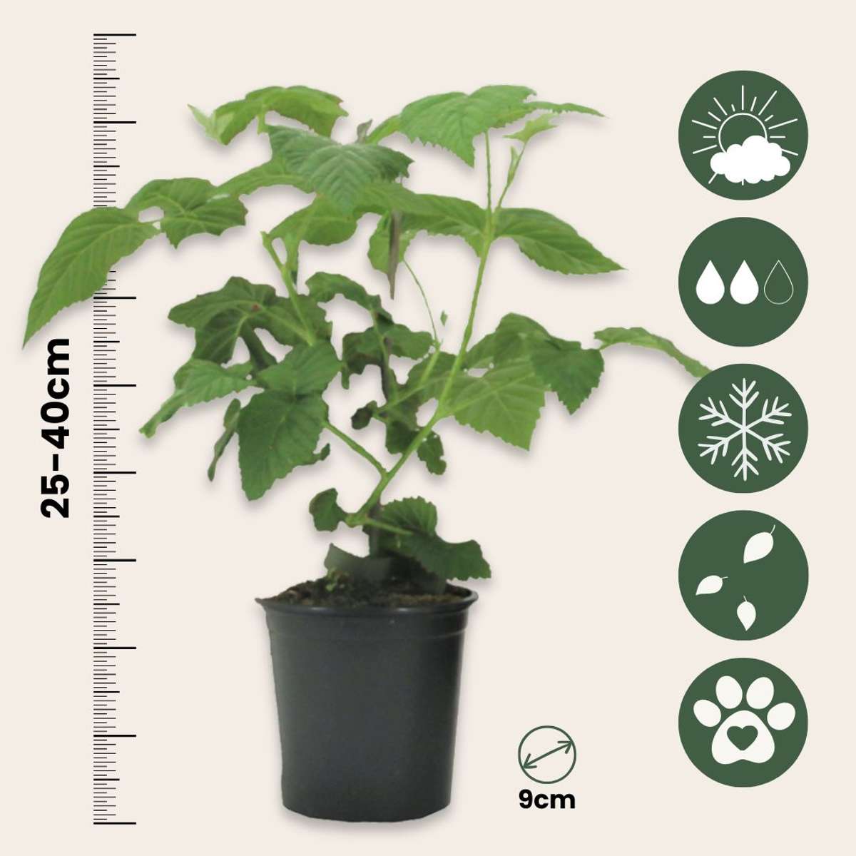 Mur-Zmeur - 3 buc - Rubus 'Tayberry' - Înălţime 25-40cm - ⌀9cm.