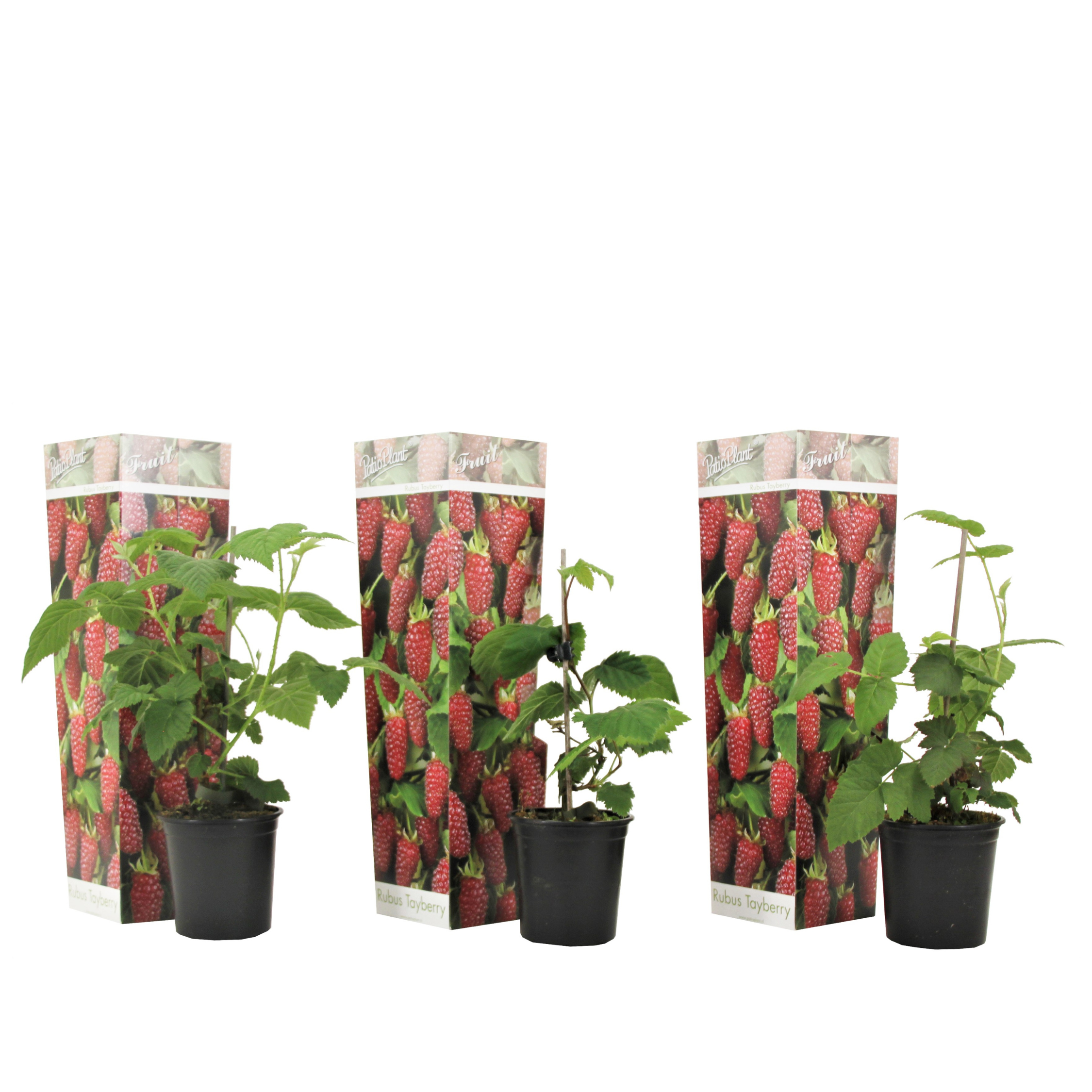 Mur-Zmeur - 3 buc - Rubus 'Tayberry' - Înălţime 25-40cm - ⌀9cm