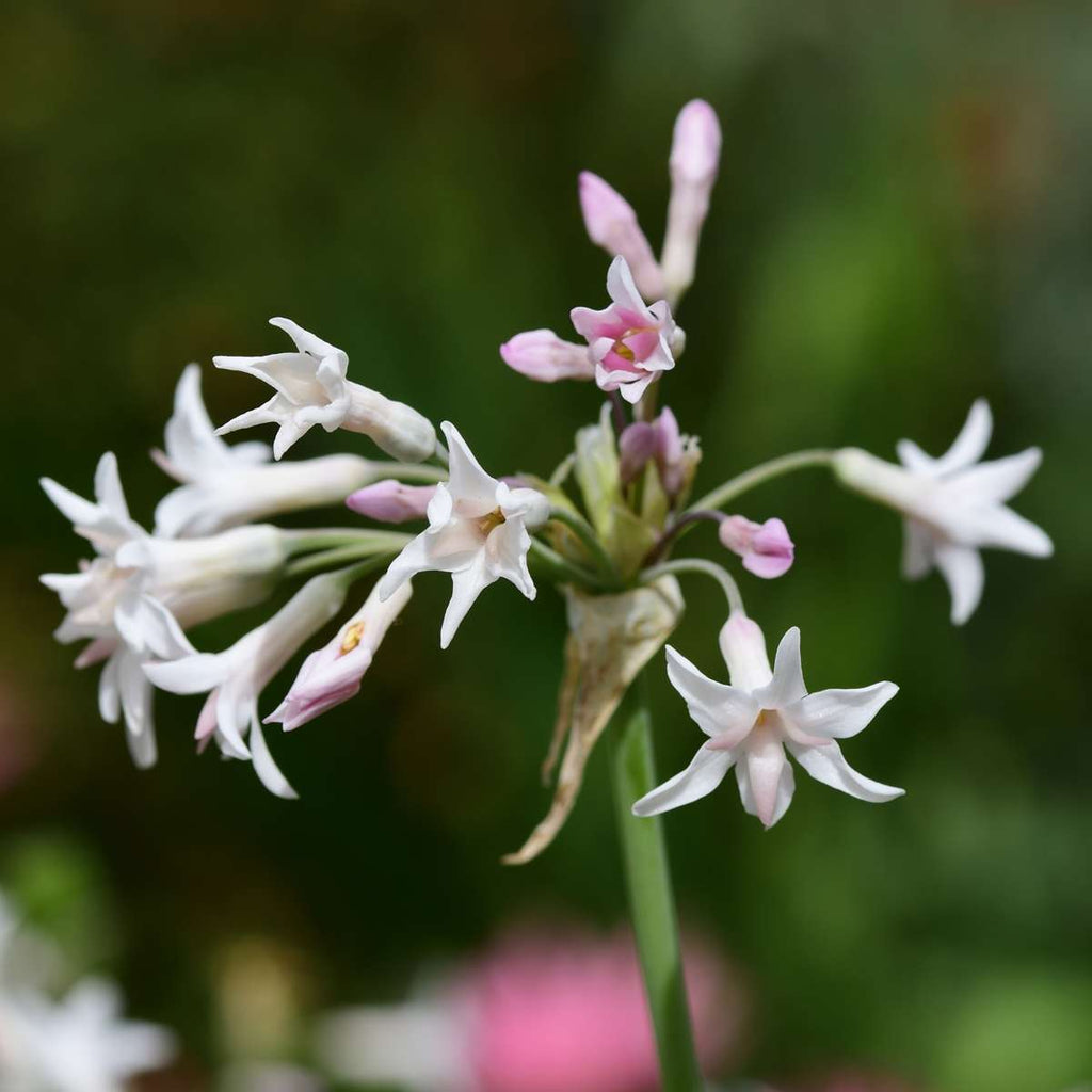 Usturoiul Dulce - 6 buc - Tulbaghia violacea - Înălţime 15-25cm - ⌀9cm