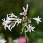 Usturoiul Dulce - 6 buc - Tulbaghia violacea - Înălţime 15-25cm - ⌀9cm