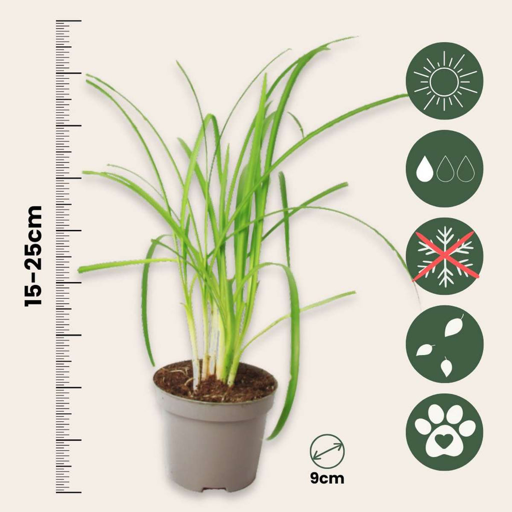 Usturoiul Dulce - 6 buc - Tulbaghia violacea - Înălţime 15-25cm - ⌀9cm