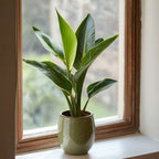 Planta păsării paradisului - Strelitzia reginea - Înălţime 25-40cm - ⌀9cm