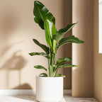 Planta păsării paradisului - 6 buc - Strelitzia reginea - În. 25-40cm - ⌀9cm