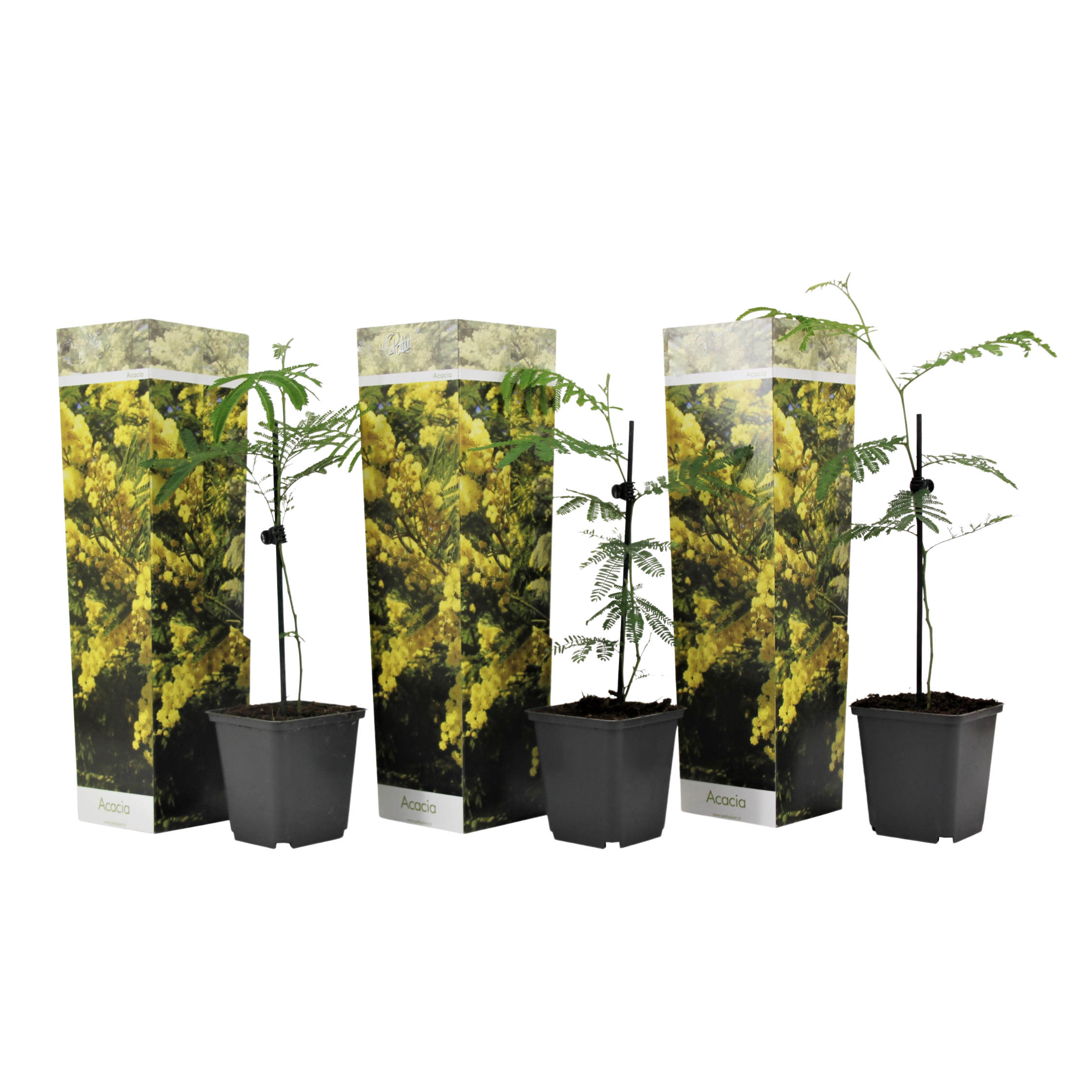 Mimoza - 3 buc - Mimosa dealbata - Înălţime 25-40cm - ⌀9cm