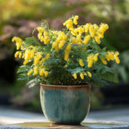 Mimoza - 6 buc - Mimosa dealbata - Înălţime 25-40cm - ⌀9cm
