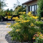 Mimoza - 6 buc - Mimosa dealbata - Înălţime 25-40cm - ⌀9cm