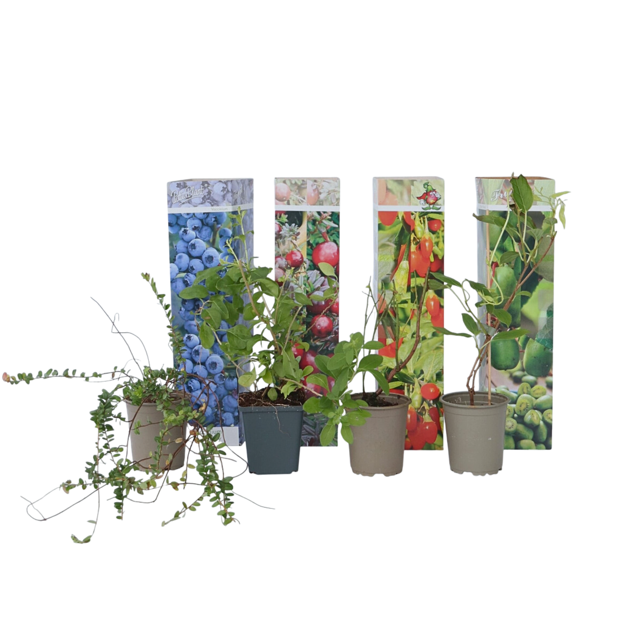 Amestecul de smoothie - 4 buc - Înălţime 25-40cm - ⌀9cm