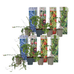 Amestecul de smoothie - 8 buc - Înălţime 25-40cm - ⌀9cm