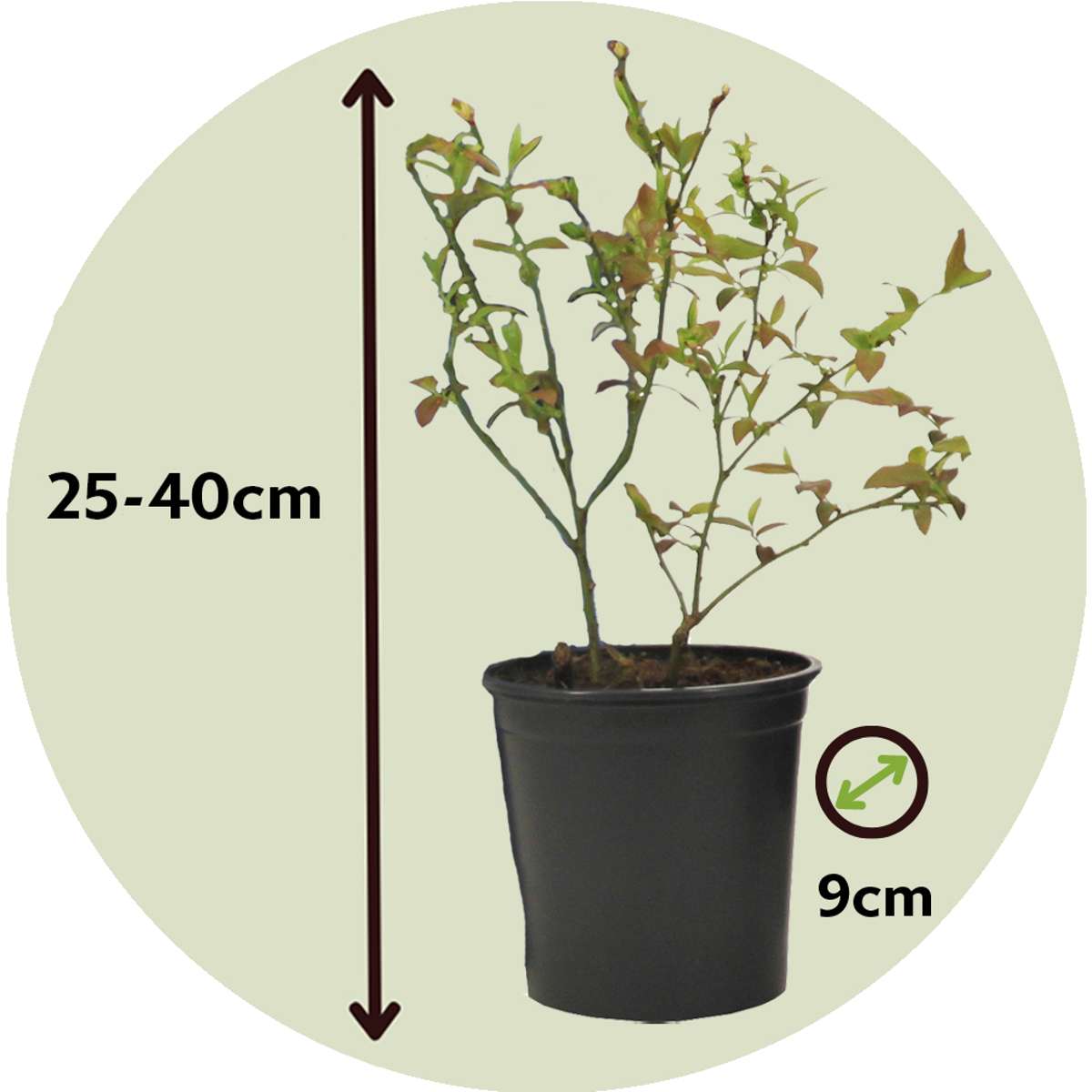 Amestecul de smoothie - 8 buc - Înălţime 25-40cm - ⌀9cm