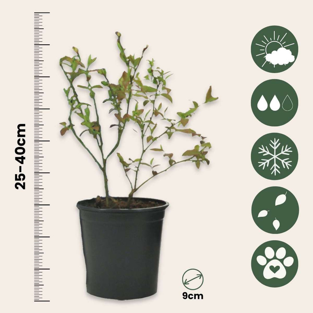 Amestecul de smoothie - 8 buc - Înălţime 25-40cm - ⌀9cm