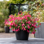 Fucsie de Magellan - 3 buc - Fuchsia magellanica - Înălţime 10-20cm - ⌀9cm