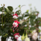Fucsie de Magellan - 3 buc - Fuchsia magellanica - Înălţime 10-20cm - ⌀9cm