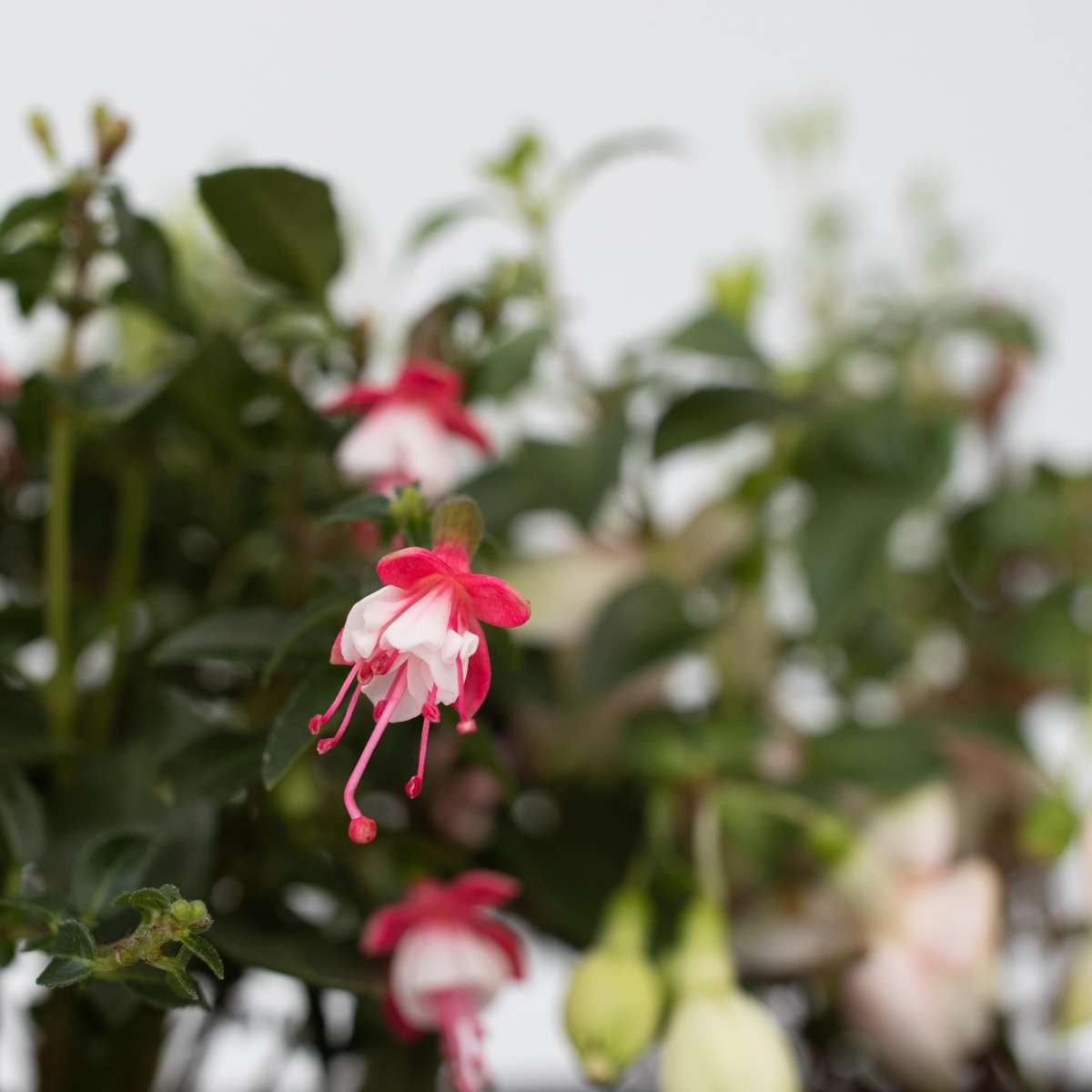 Fucsie de Magellan - 3 buc - Fuchsia magellanica - Înălţime 10-20cm - ⌀9cm