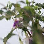 Fucsie de Magellan - 3 buc - Fuchsia magellanica - Înălţime 10-20cm - ⌀9cm