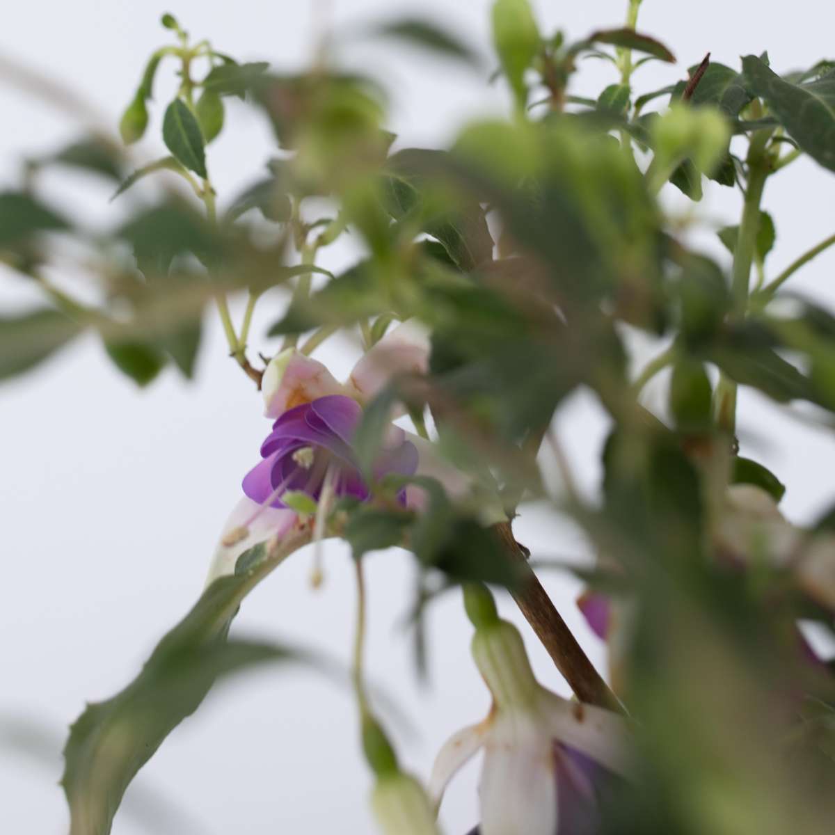 Fucsie de Magellan - 3 buc - Fuchsia magellanica - Înălţime 10-20cm - ⌀9cm