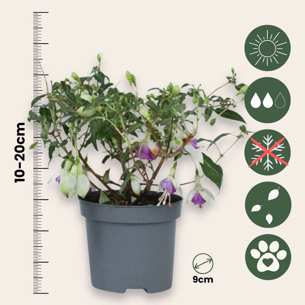 Fucsie de Magellan - 3 buc - Fuchsia magellanica - Înălţime 10-20cm - ⌀9cm