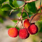 Plantă de căpșuni - 6 buc - Arbutus 'Unedo' - Înălţime 25-40cm - ⌀9cm