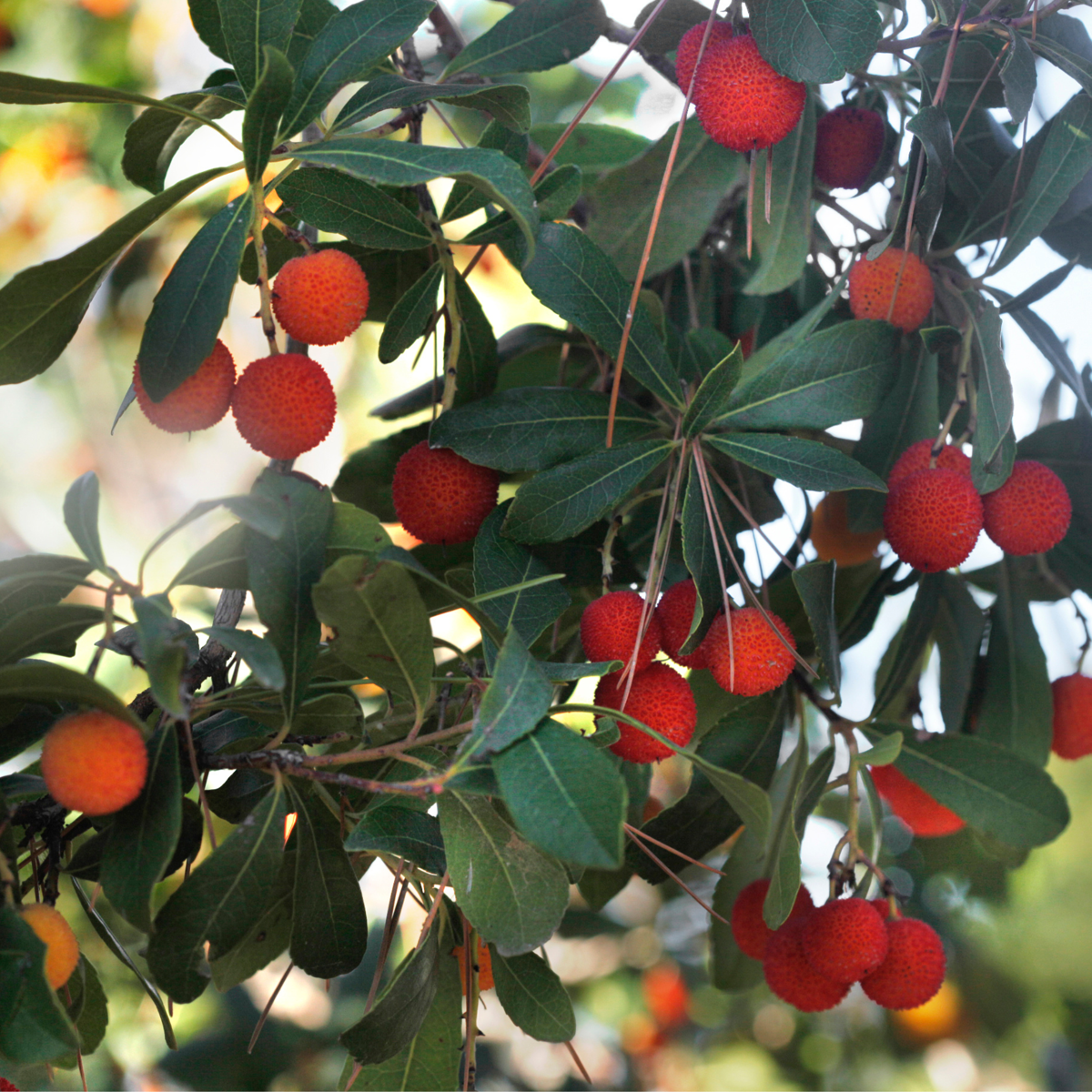 Plantă de căpșuni - 6 buc - Arbutus 'Unedo' - Înălţime 25-40cm - ⌀9cm