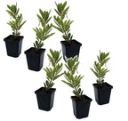 Plantă de căpșuni - 6 buc - Arbutus 'Unedo' - Înălţime 25-40cm - ⌀9cm