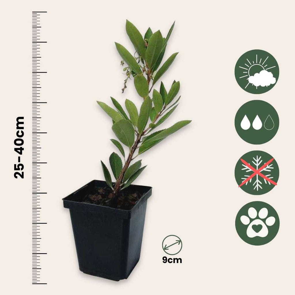 Plantă de căpșuni - 6 buc - Arbutus 'Unedo' - Înălţime 25-40cm - ⌀9cm