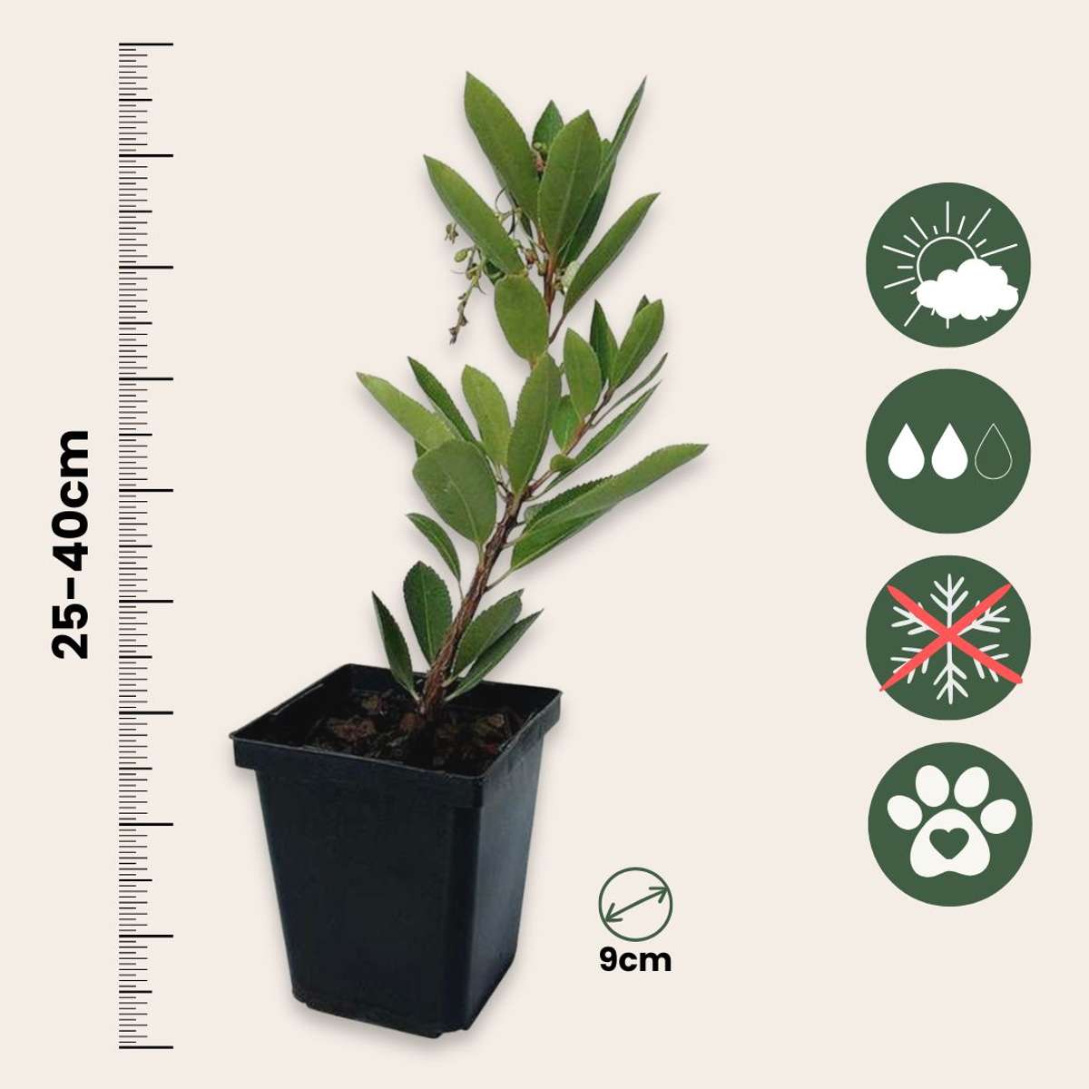 Plantă de căpșuni - 6 buc - Arbutus 'Unedo' - Înălţime 25-40cm - ⌀9cm