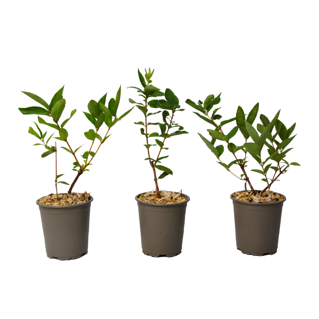 Afin siberian - 3 buc - Lonicera kamtchatica - Înălţime 25-40cm - ⌀9cm