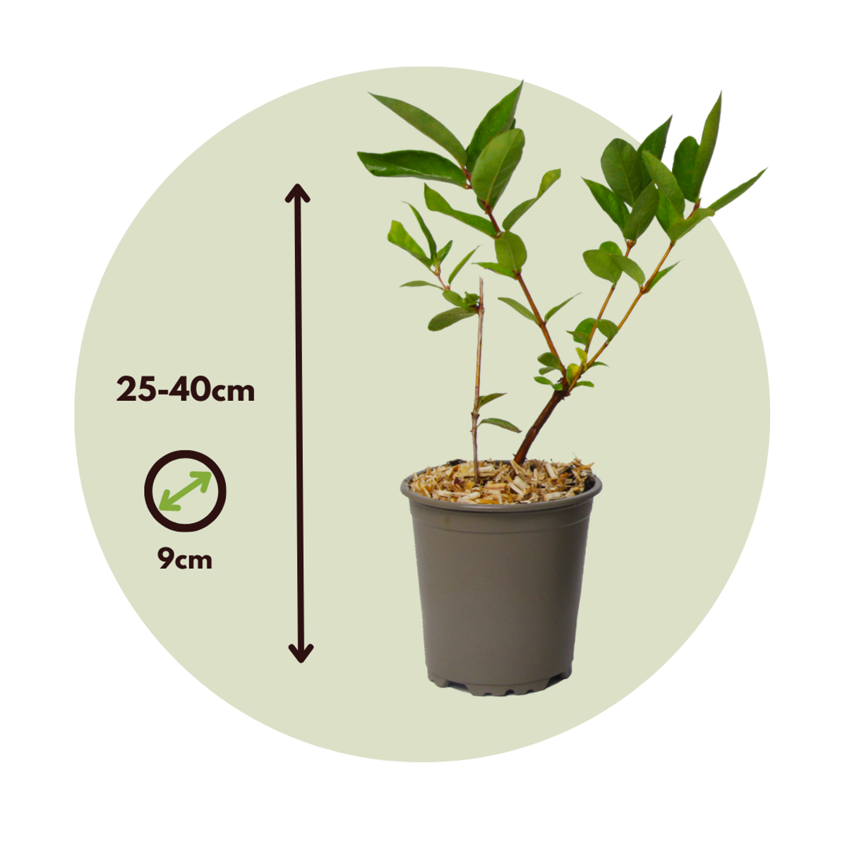 Afin siberian - 3 buc - Lonicera kamtchatica - Înălţime 25-40cm - ⌀9cm