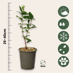 Afin siberian - 3 buc - Lonicera kamtchatica - Înălţime 25-40cm - ⌀9cm