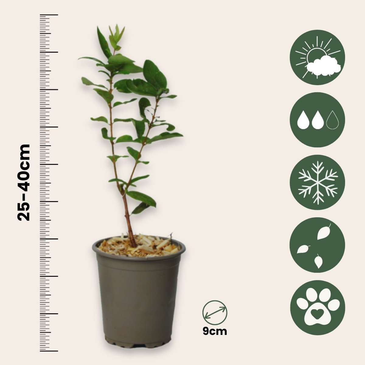 Afin siberian - 6 buc - Lonicera kamtchatica - Înălţime 25-40cm - ⌀9cm