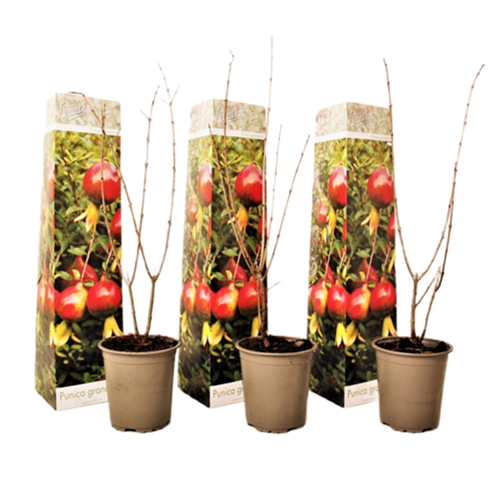 Rodie - 3 buc - Punica granatum - Înălţime 25-40cm - ⌀9cm