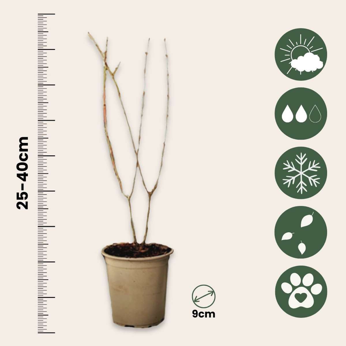 Rodie - 3 buc - Punica granatum - Înălţime 25-40cm - ⌀9cm