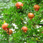 Rodie - 3 buc - Punica granatum - Înălţime 25-40cm - ⌀9cm