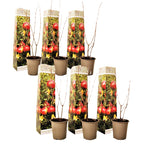 Rodie - 6 buc - Punica granatum - Înălţime 25-40cm - ⌀9cm