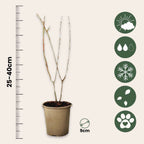 Rodie - 6 buc - Punica granatum - Înălţime 25-40cm - ⌀9cm