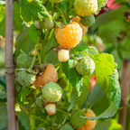 Zmeur - 3 buc - Rubus idaeus 'Fallgold' - Înălţime 25-40cm - ⌀9cm