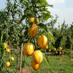 Pepino - 3 buc - Solanum Muricatum 'Pepino gold' - Înălţime 25-40cm - ⌀9cm