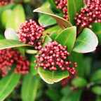 Liliac japonez - 2 buc - Skimmia japonica 'Rubella' - Înălţime 35-45cm - ⌀15cm