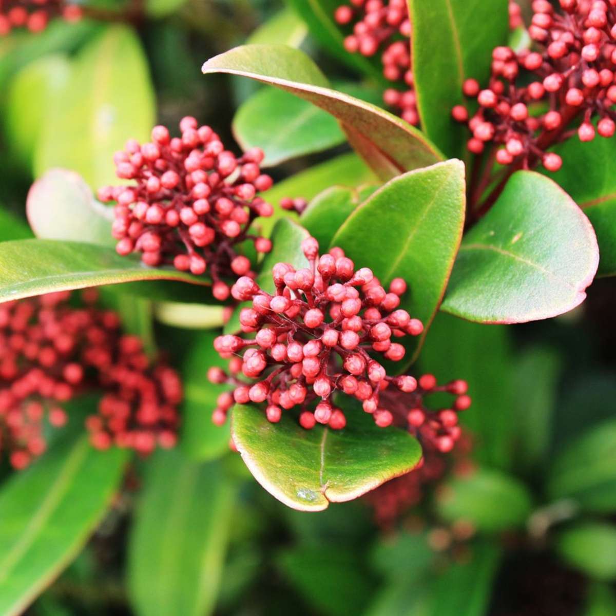 Liliac japonez - 2 buc - Skimmia japonica 'Rubella' - Înălţime 35-45cm - ⌀15cm