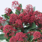 Liliac japonez - 4 buc - Skimmia japonica 'Rubella' - Înălţime 35-45cm - ⌀15cm