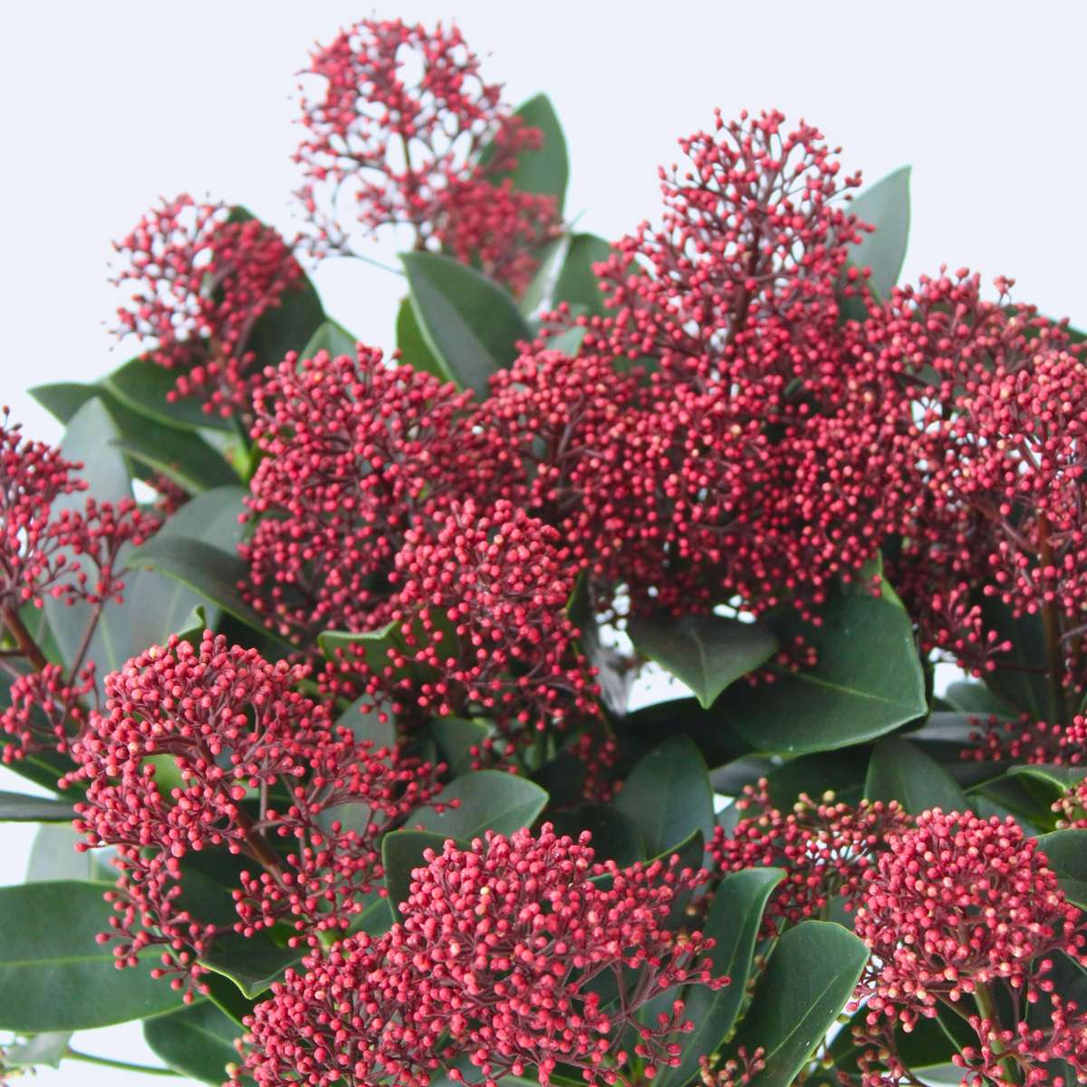 Liliac japonez - 4 buc - Skimmia japonica 'Rubella' - Înălţime 35-45cm - ⌀15cm