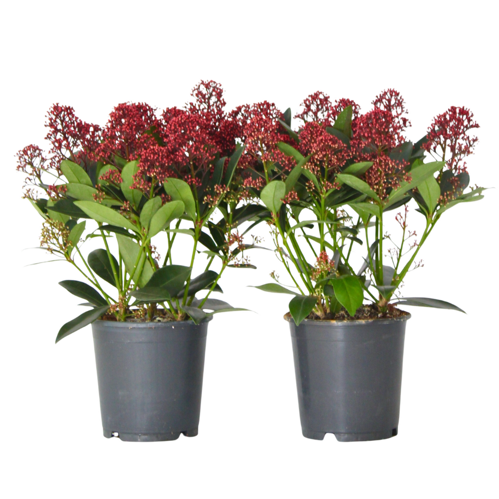 Liliac japonez - 2 buc - Skimmia japonica 'Rubella' - Înălţime 35-45cm - ⌀15cm