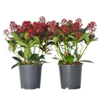 Liliac japonez - 2 buc - Skimmia japonica 'Rubella' - Înălţime 35-45cm - ⌀15cm