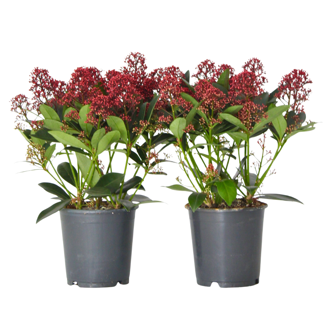 Liliac japonez - 2 buc - Skimmia japonica 'Rubella' - Înălţime 35-45cm - ⌀15cm