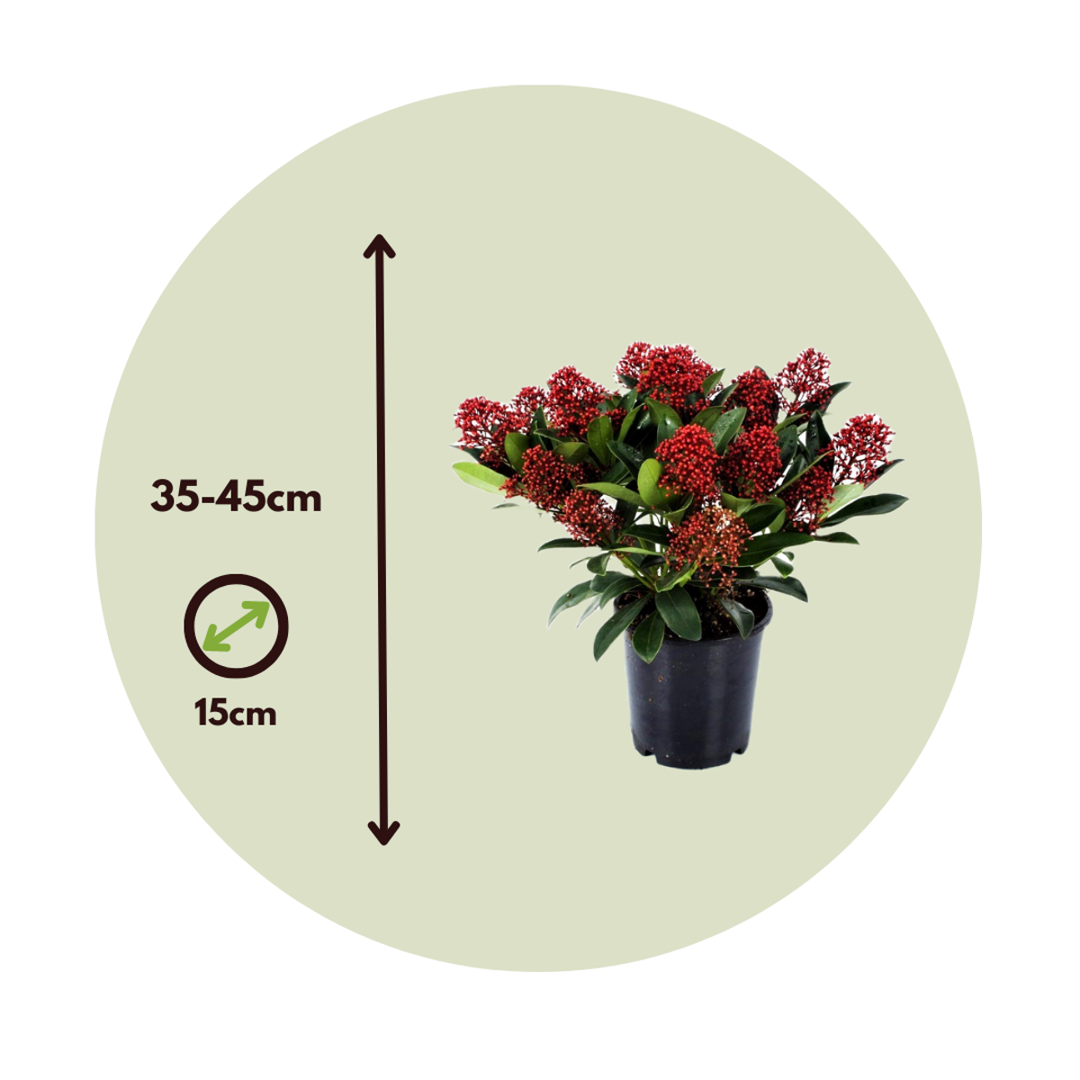 Liliac japonez - 4 buc - Skimmia japonica 'Rubella' - Înălţime 35-45cm - ⌀15cm