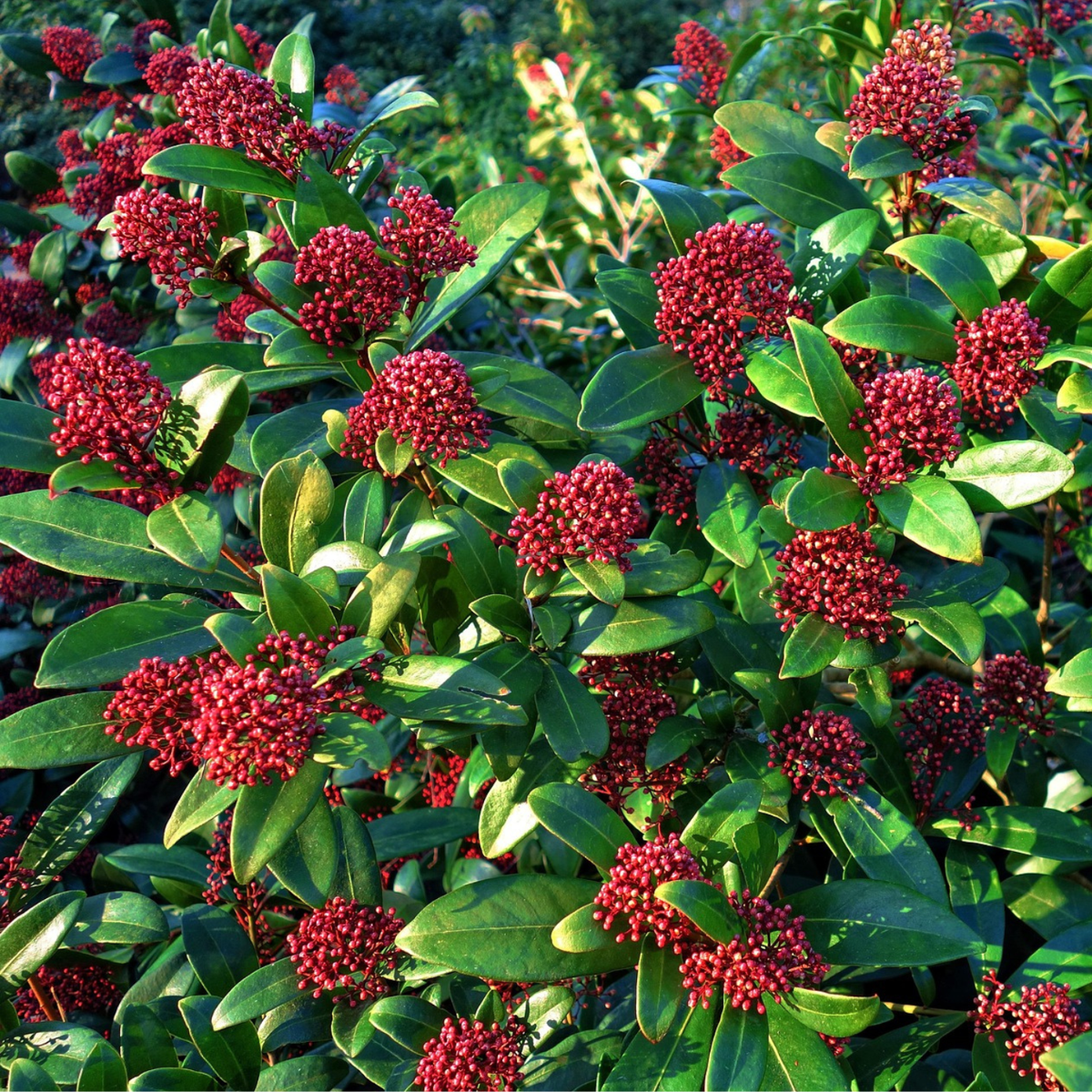Liliac japonez - 4 buc - Skimmia japonica 'Rubella' - Înălţime 35-45cm - ⌀15cm