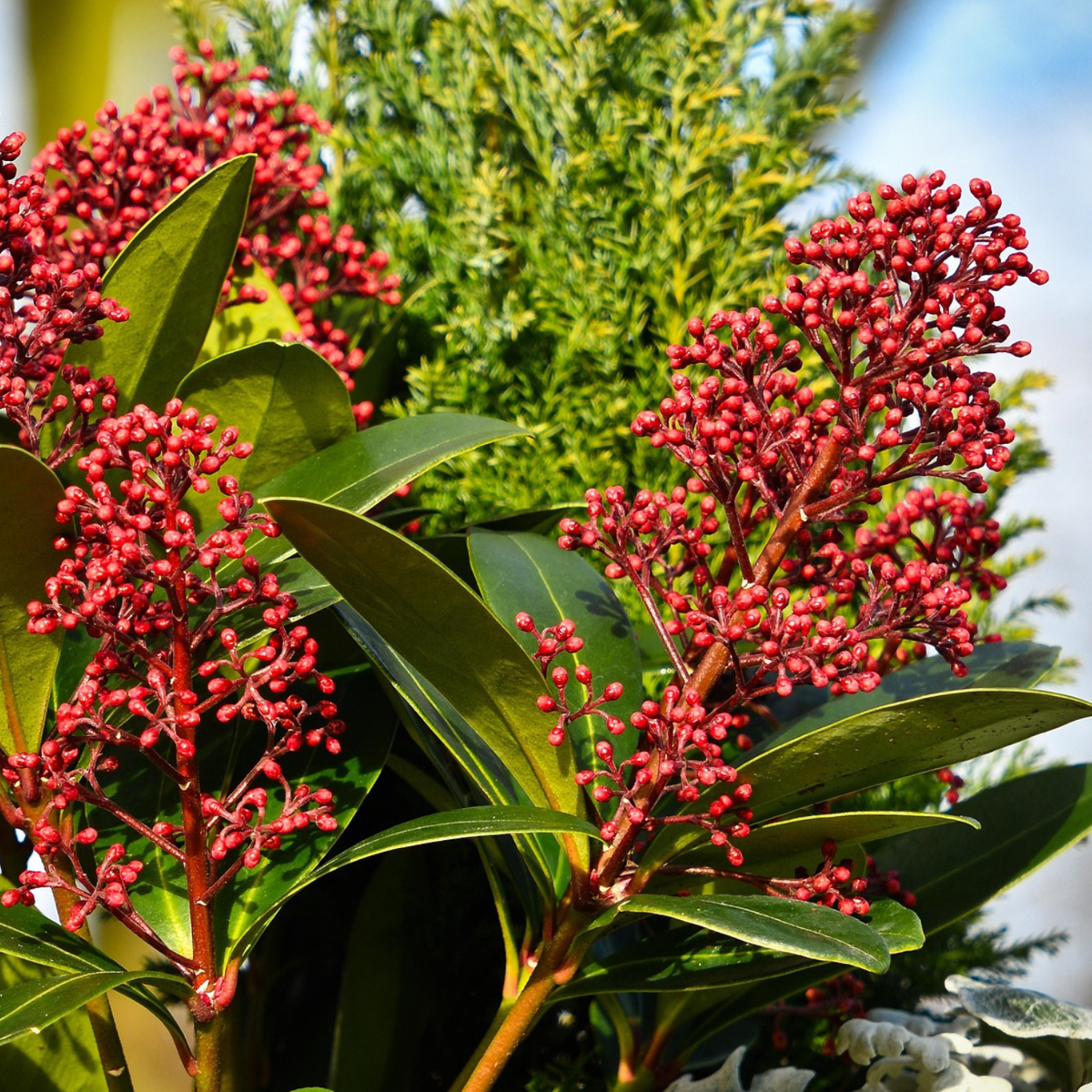Liliac japonez - 4 buc - Skimmia japonica 'Rubella' - Înălţime 35-45cm - ⌀15cm