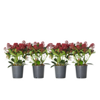 Liliac japonez - 4 buc - Skimmia japonica 'Rubella' - Înălţime 35-45cm - ⌀15cm
