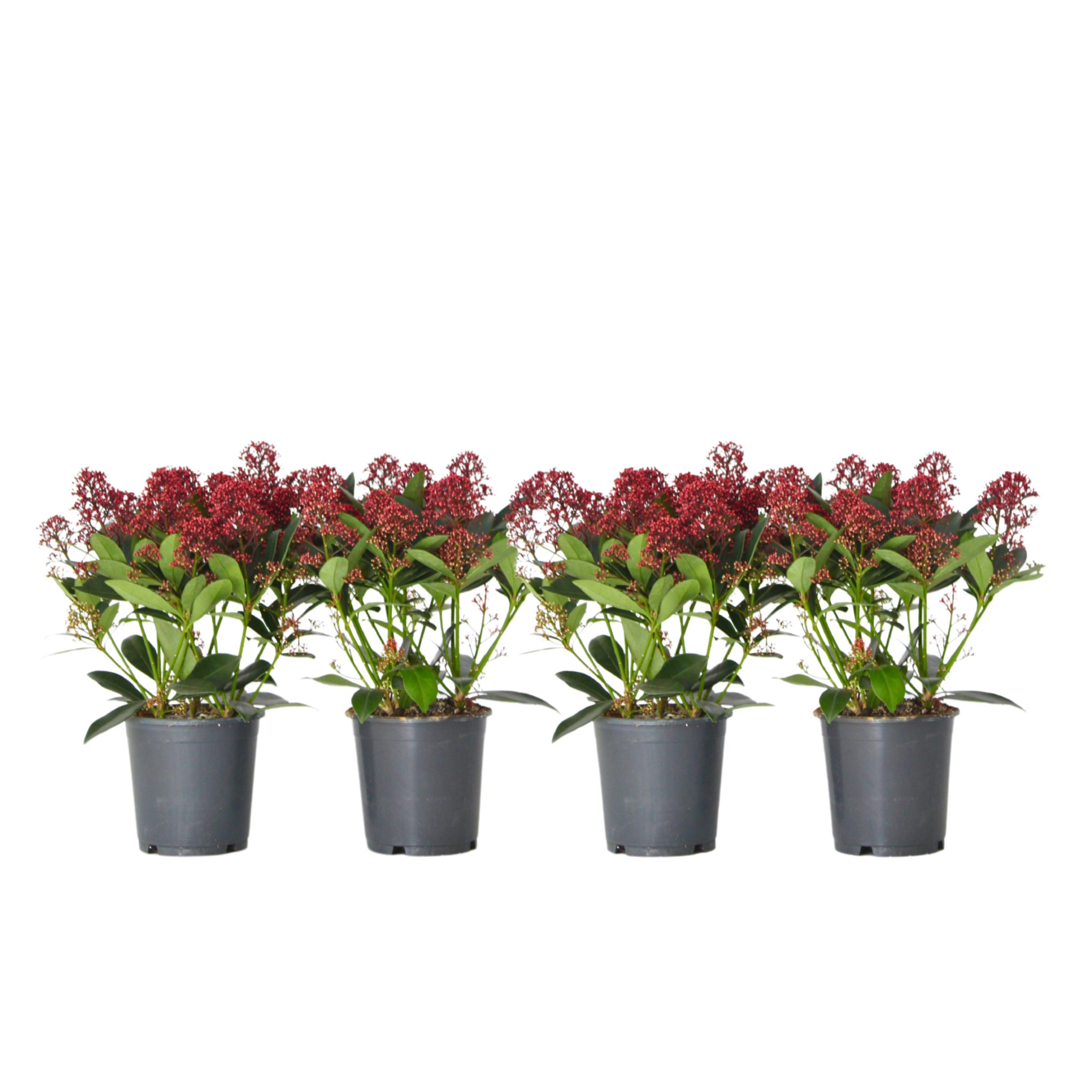 Liliac japonez - 4 buc - Skimmia japonica 'Rubella' - Înălţime 35-45cm - ⌀15cm
