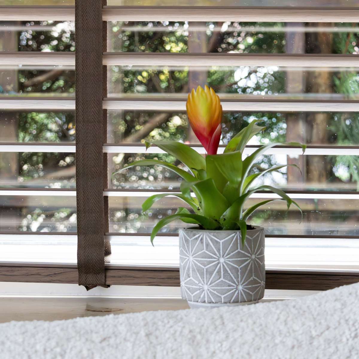 Sabia de foc - Set de 3 - Tillandsia Vriesea 'Dorado' - Înălțime 15-25cm - ø7cm